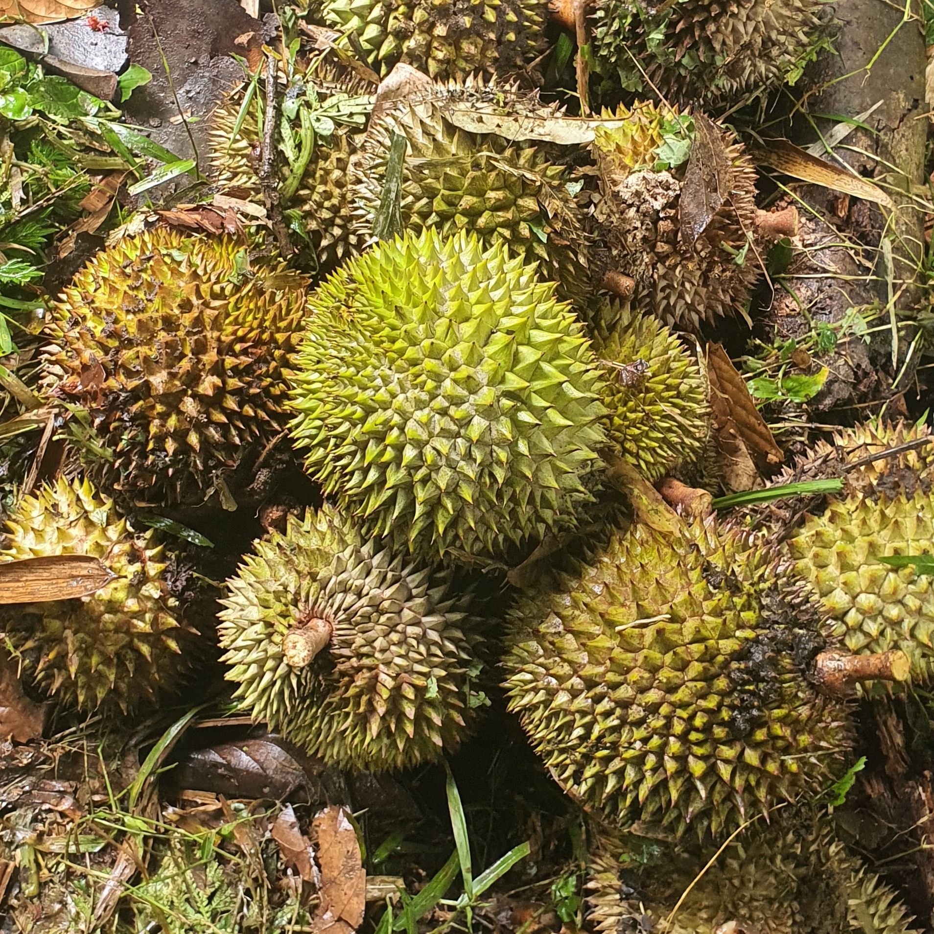 Taukah Kamu? Ternyata Ada Durian Tahi Gajah yang Prosesnya Bikin Geleng Kepala!