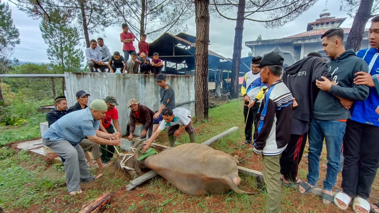 DAGING QURBAN DI KAMPUNG ATU LINTANG KEMBALI MENGGUNUNG
