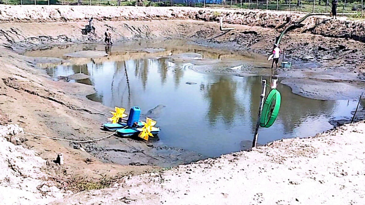 Tambak Udang Paname Dan Ikan Bandeng