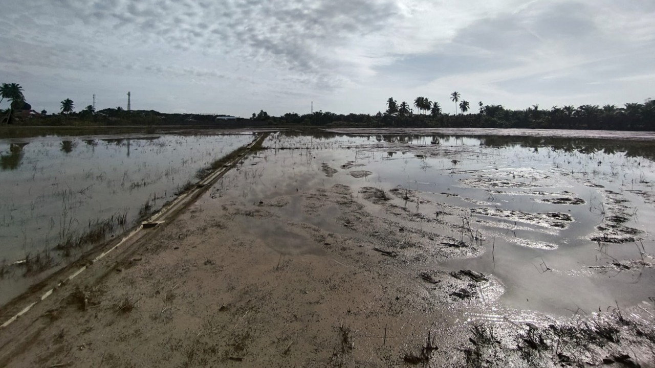Tanjong Teungku Ali Terancam Pangan: Bantuan Pemerintah Mendesak!