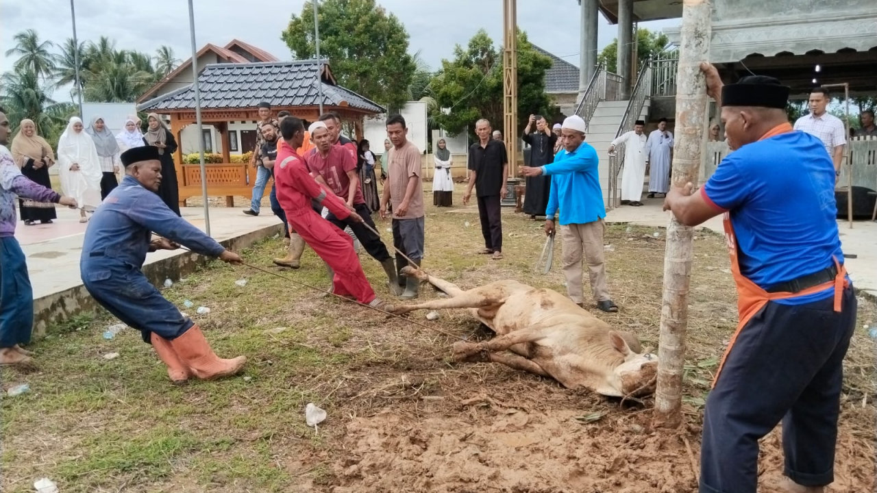 Masyarakat Gampong Tanjong Teungku Ali Qurbankan 4 Ekor sapi