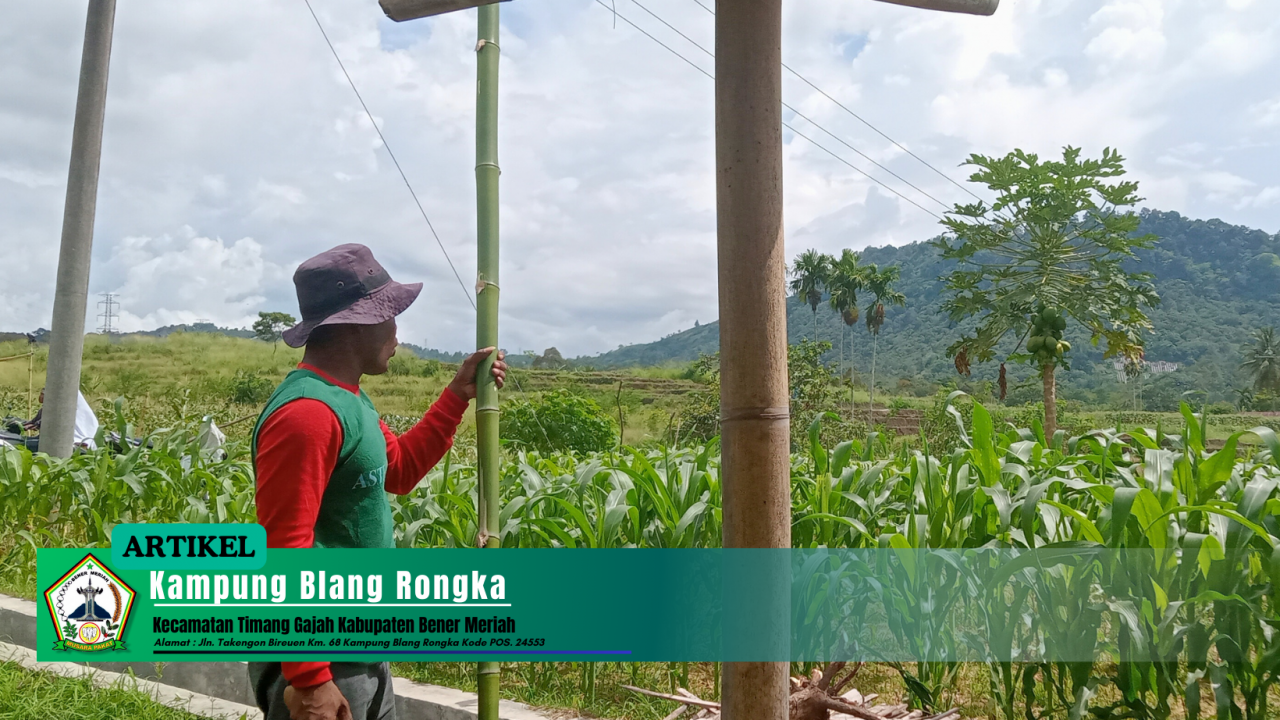 Penghasil Jagung Manis