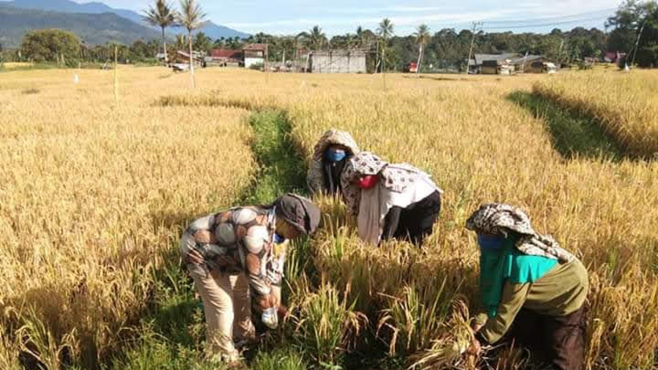 Lumbung Pangan