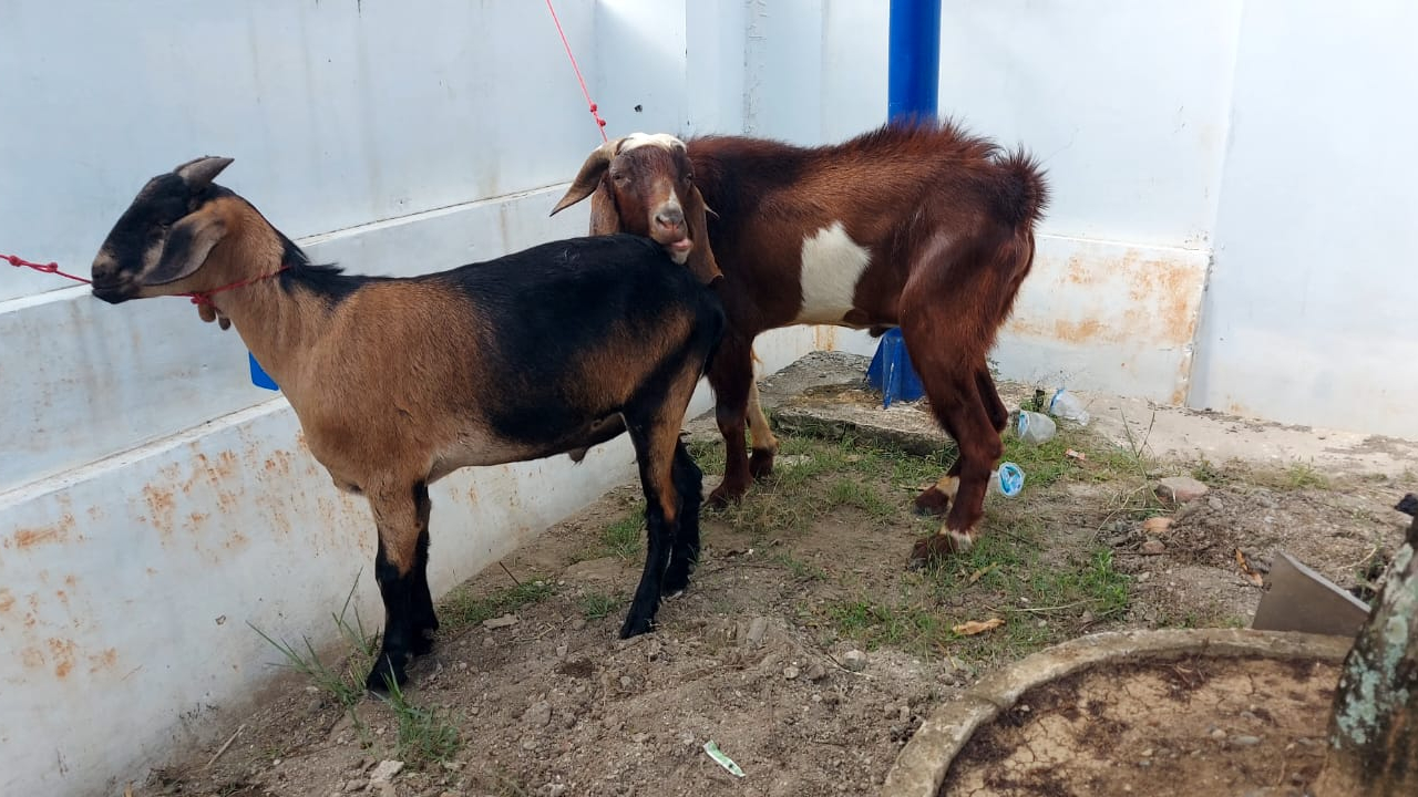 Pelaksanaan Ibadah Qurban dan Kerja Bakti di Gampong Blang Oi, Banda Aceh