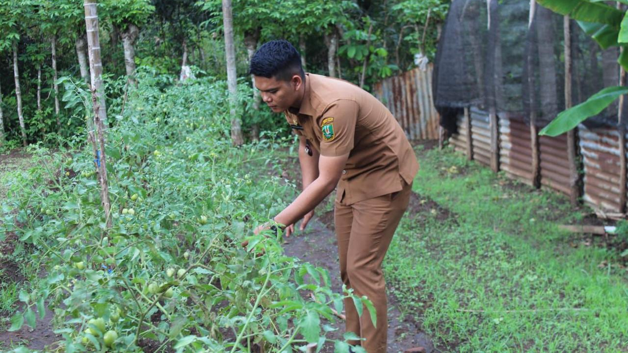Panen Sayuran Pekarangan Pangan Lestari (P2L) KWT Krueng Raya