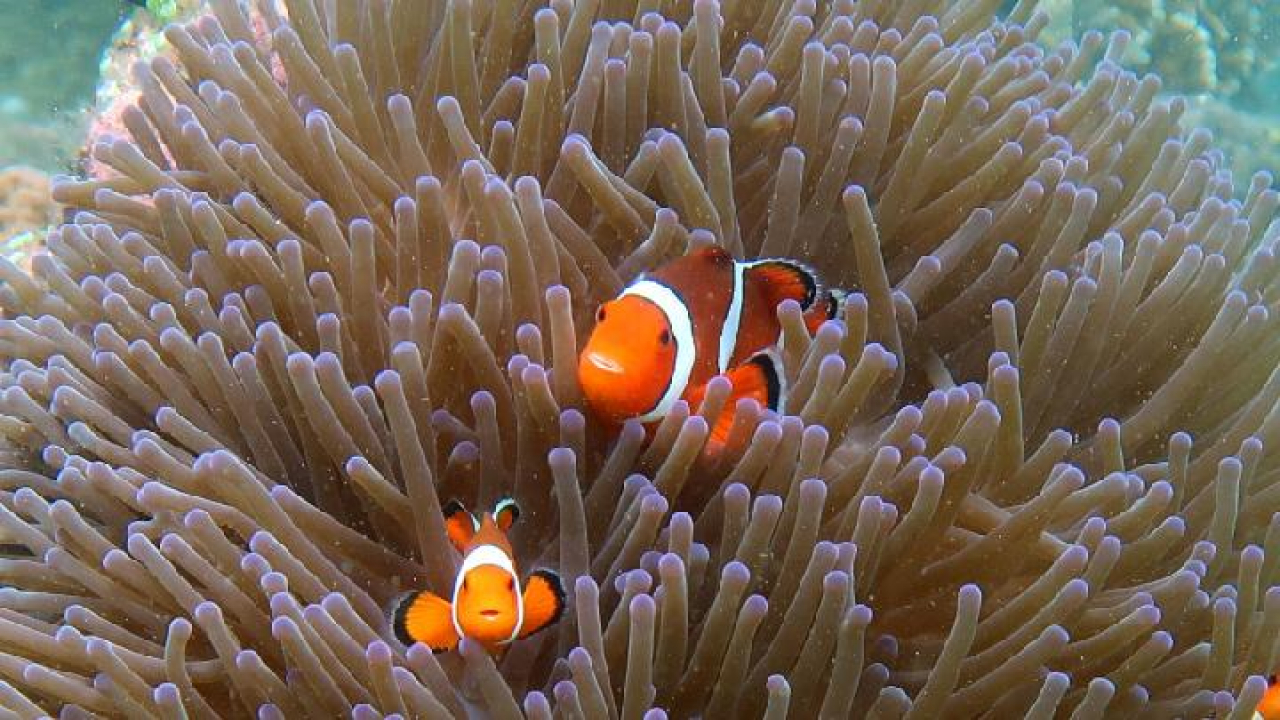 Wisata Nemo