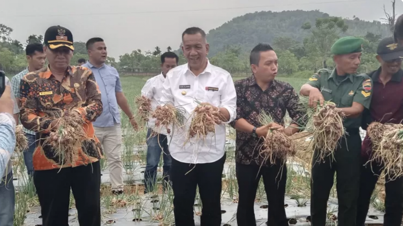Bupati Pesisir Selatan Hadiri Panen Bawang di Nagari Surantih