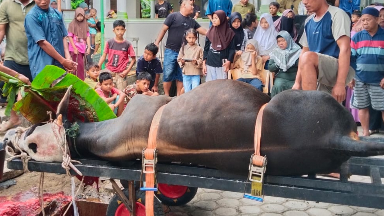 PENYEMBELIHAN HEWAN KURBAN DI NAGARI LUNANG SELATAN 1446 H