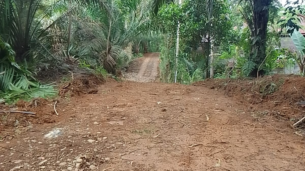 PEMBANGUNAN BADAN JALAN SDN 03 KAMPUNG TANJUNG BERINGIN II  (SWADAYA MASYARAKAT)