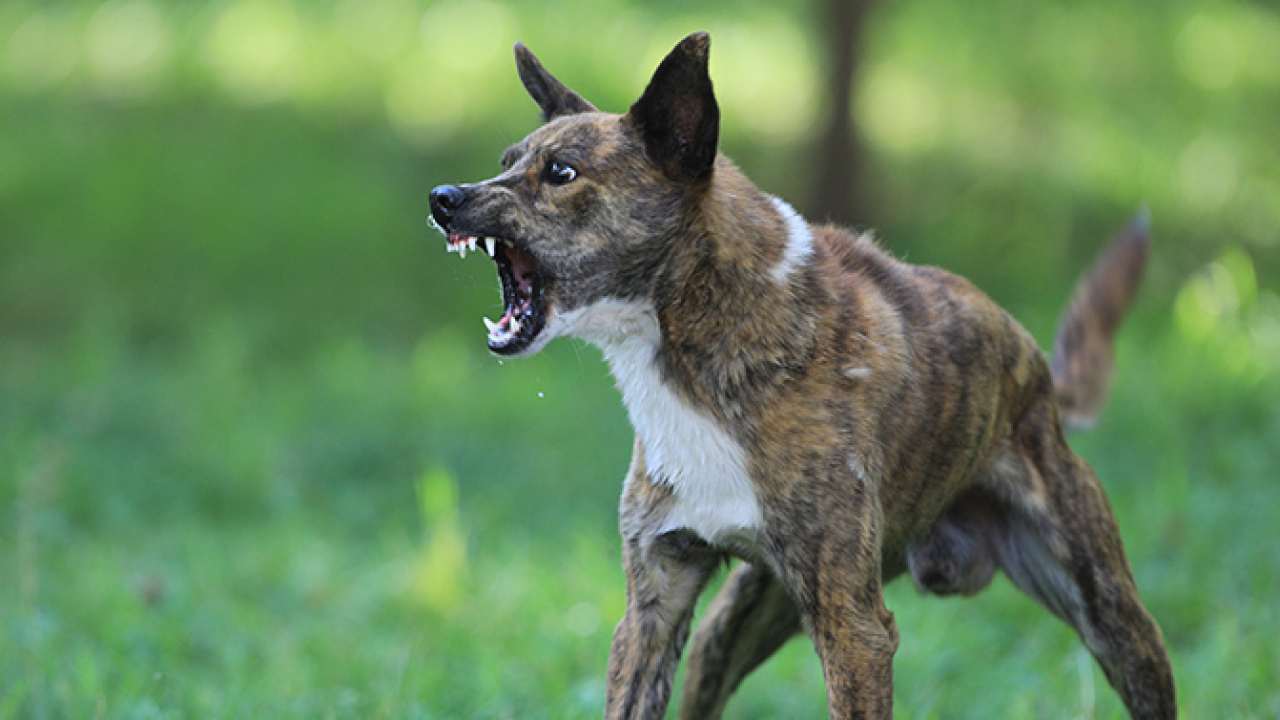 WASPADA TERHADAP PENINGKATAN BANYAKNYA ANJING LIAR