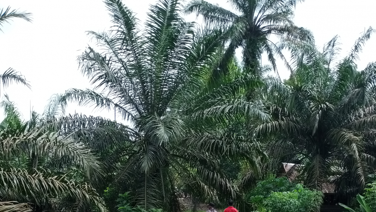 Sumber Daya Alam