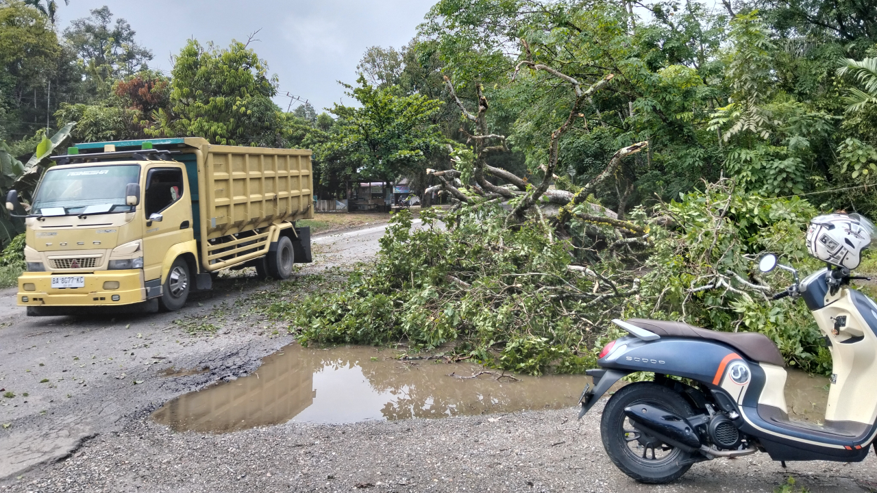 Pohon Tumbang Akibat Hujan Deras, Akses Jalan Lintas Sumatera di Jorong Samiak Kembali Normal