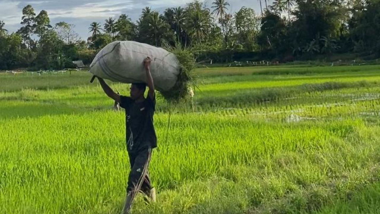 Pilar Utama Ketahanan Pangan dan Perekonomian Nagari Koto Tangah Simalanggang