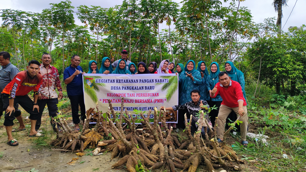 Panen Raya Ubi, Wujud Ketahanan Pangan di Desa Pangkalan Baru
