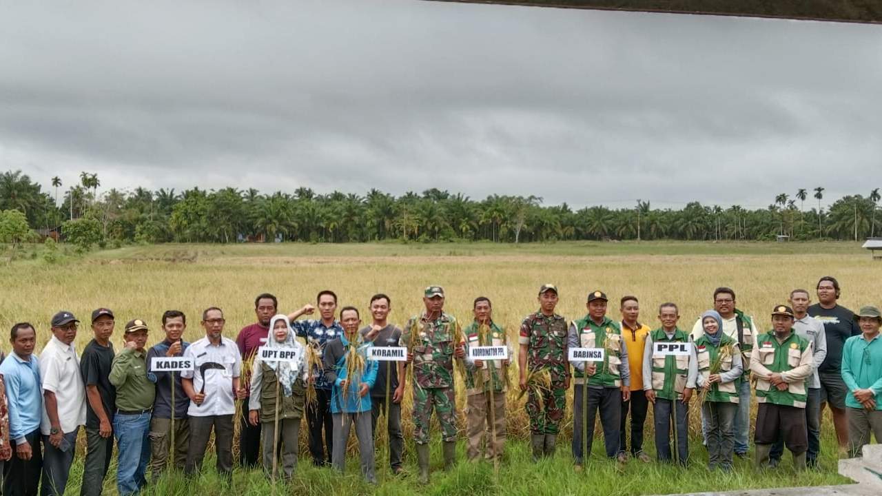 Wujud ketahanan pangan, petani Desa Langkat panen raya padi
