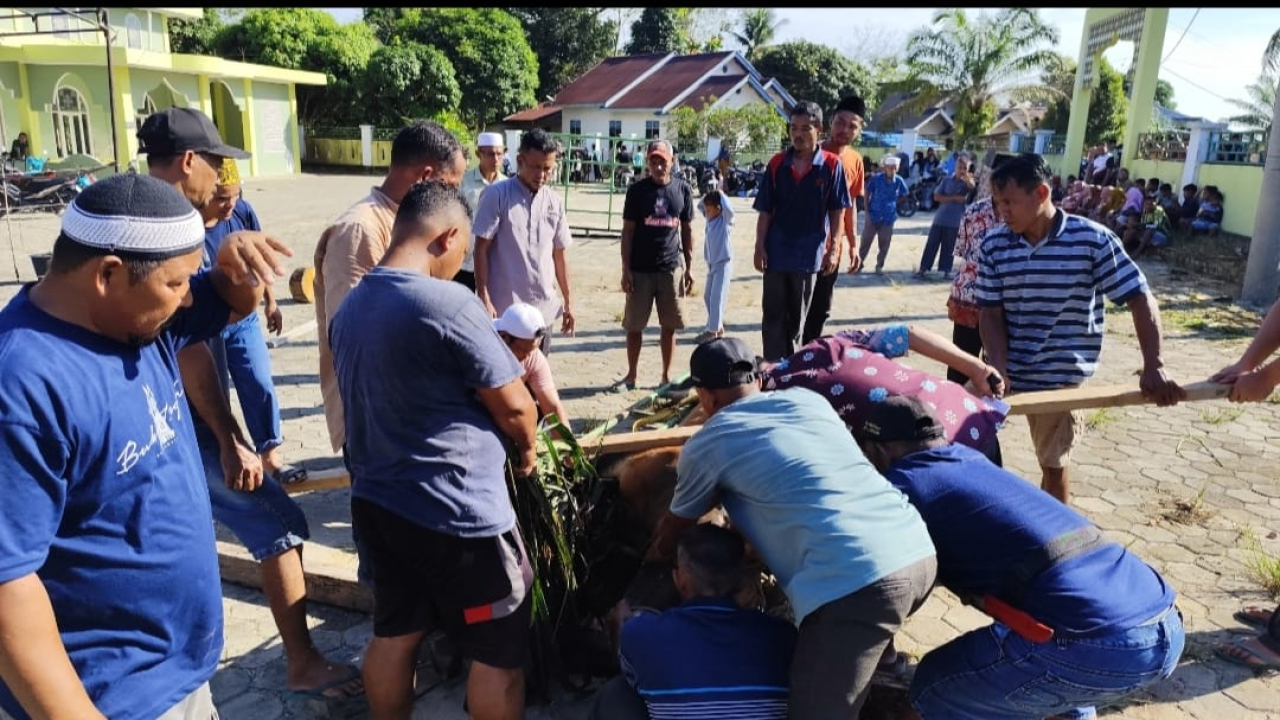 Pelaksanaan Qurban di Desa Penarikan Meningkat, Total 10 Ekor Hewan Disembelih