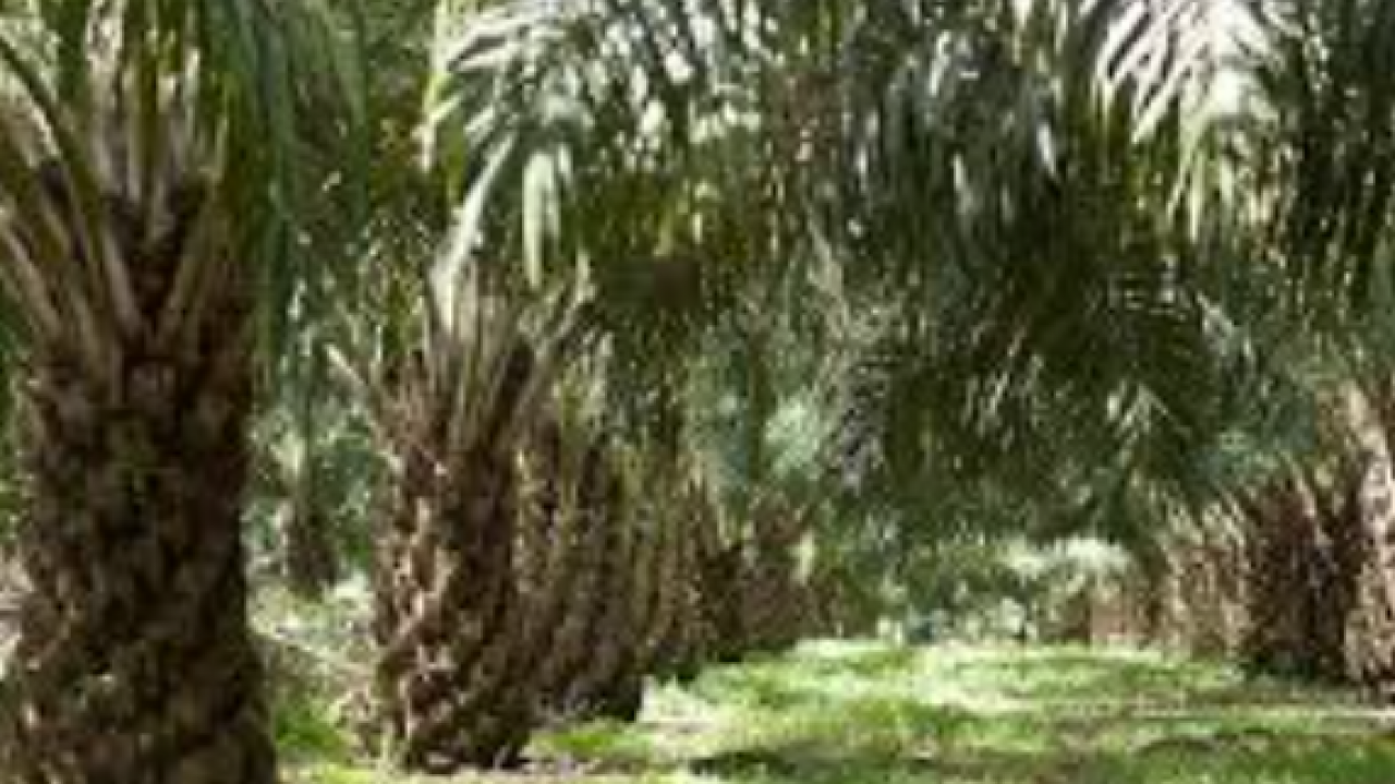 Kelapa Sawit "Dinamika Perkebunan Kelapa Sawit di Kampung Dayun, Siak: Analisis Ekonomi, Sosial, dan Lingkungan"