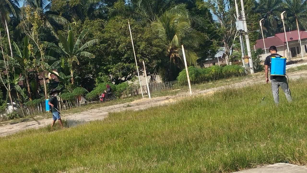 Penyemprotan Racun Rumput di sekitar Kantor Desa Sidodadi oleh Pemerintah Desa