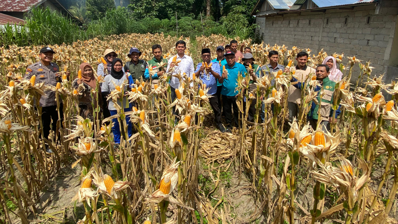 Panen Raya Jagung Pipil