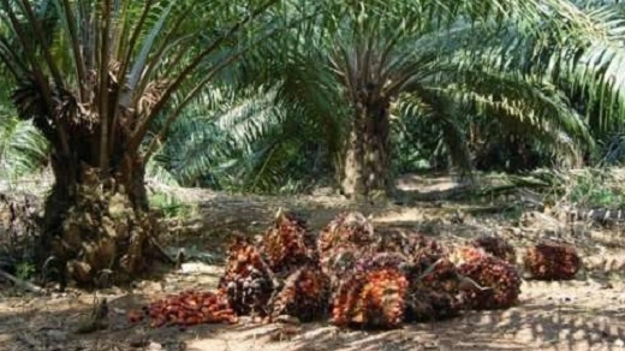 Perkebunan Kelapa Sawit