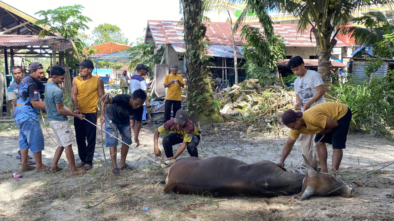 Kurban Idul Adha, Sidodadi Sembelih 19 Sapi & 9 Kambing