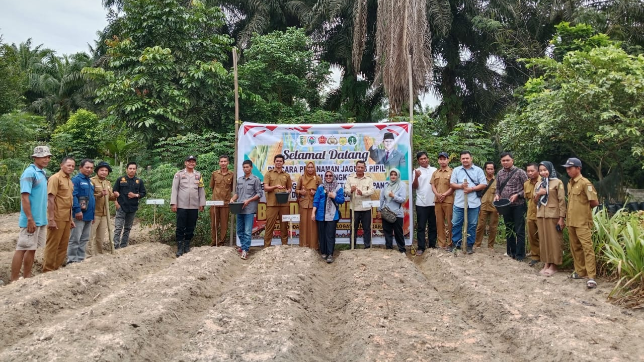 Penanaman Jagung Pipil Dalam Rangka Melaksanakan Program Ketahanan Pangan