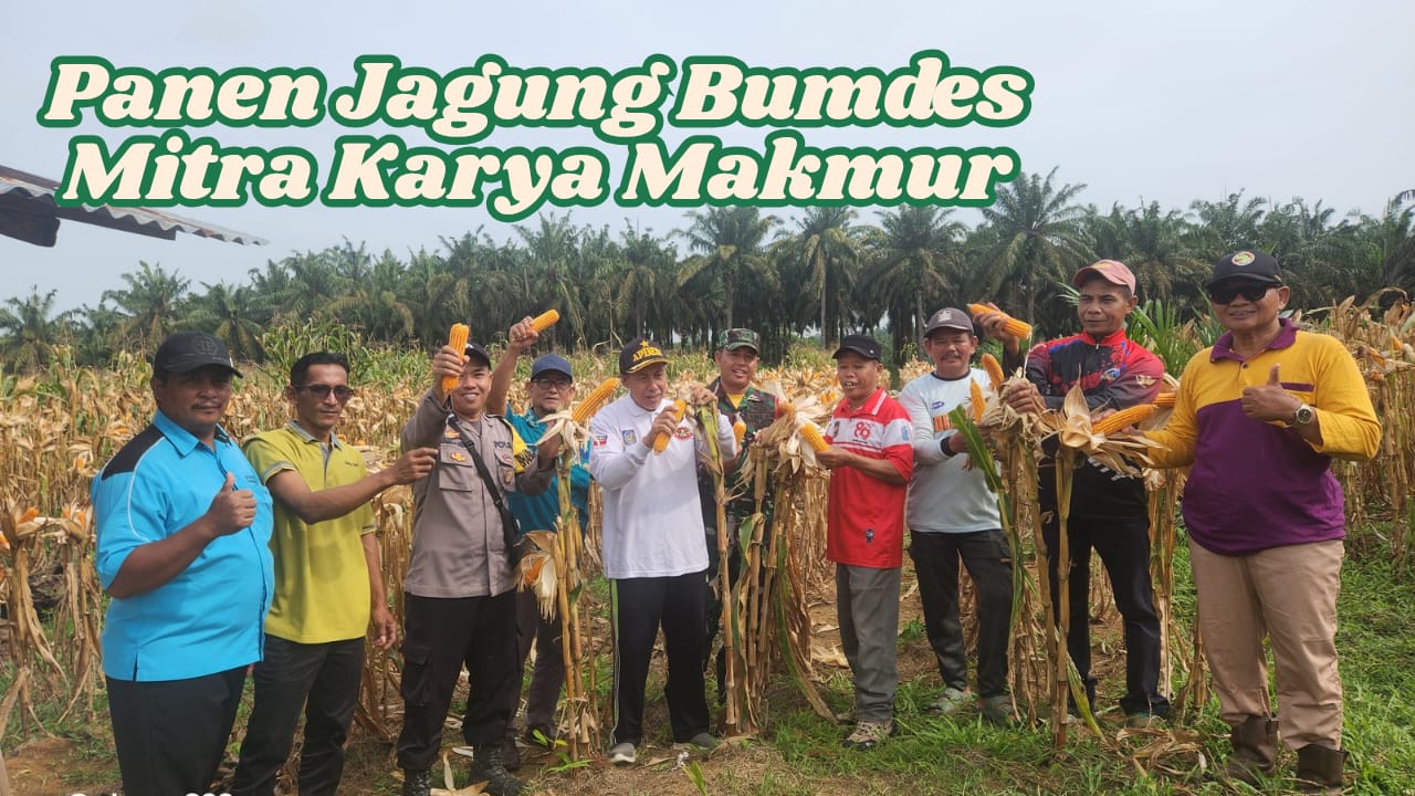 Panen Jagung Bumdes Sungai Sahut, Wujud Ketahanan Pangan