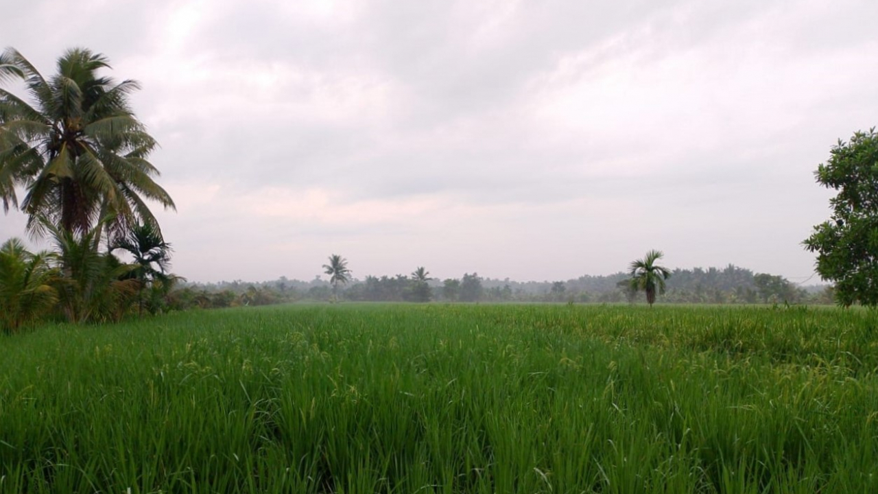 Potensi Pertanian dan Perkebunan