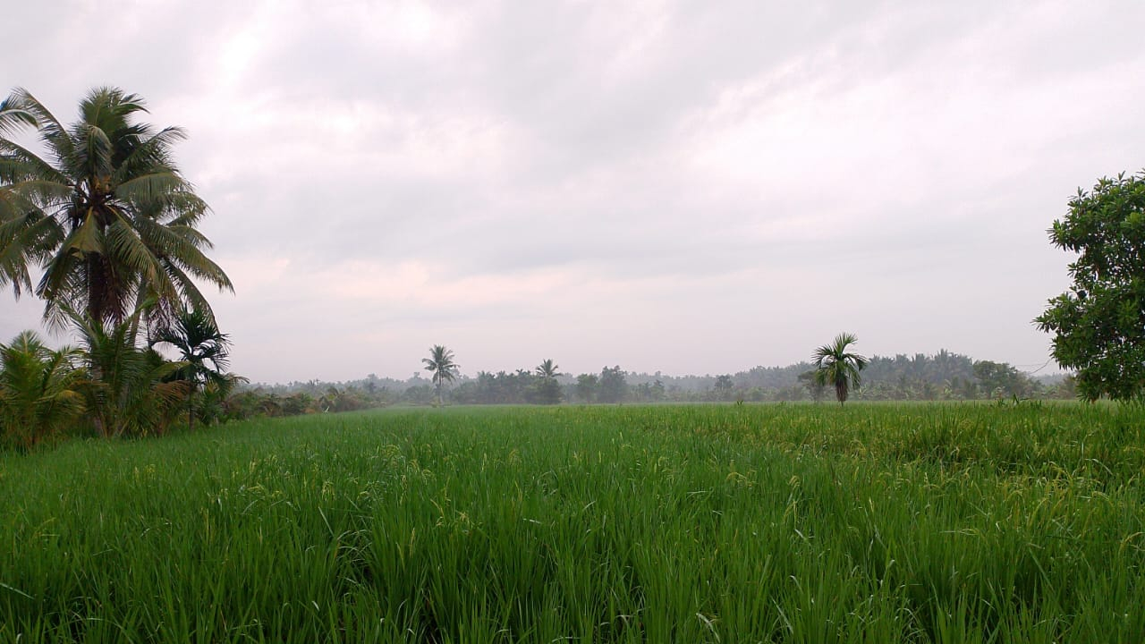 POTENSI DESA SUNGAI JERING