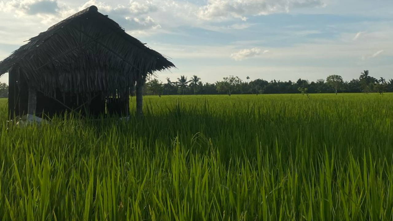 Lahan Pertanian