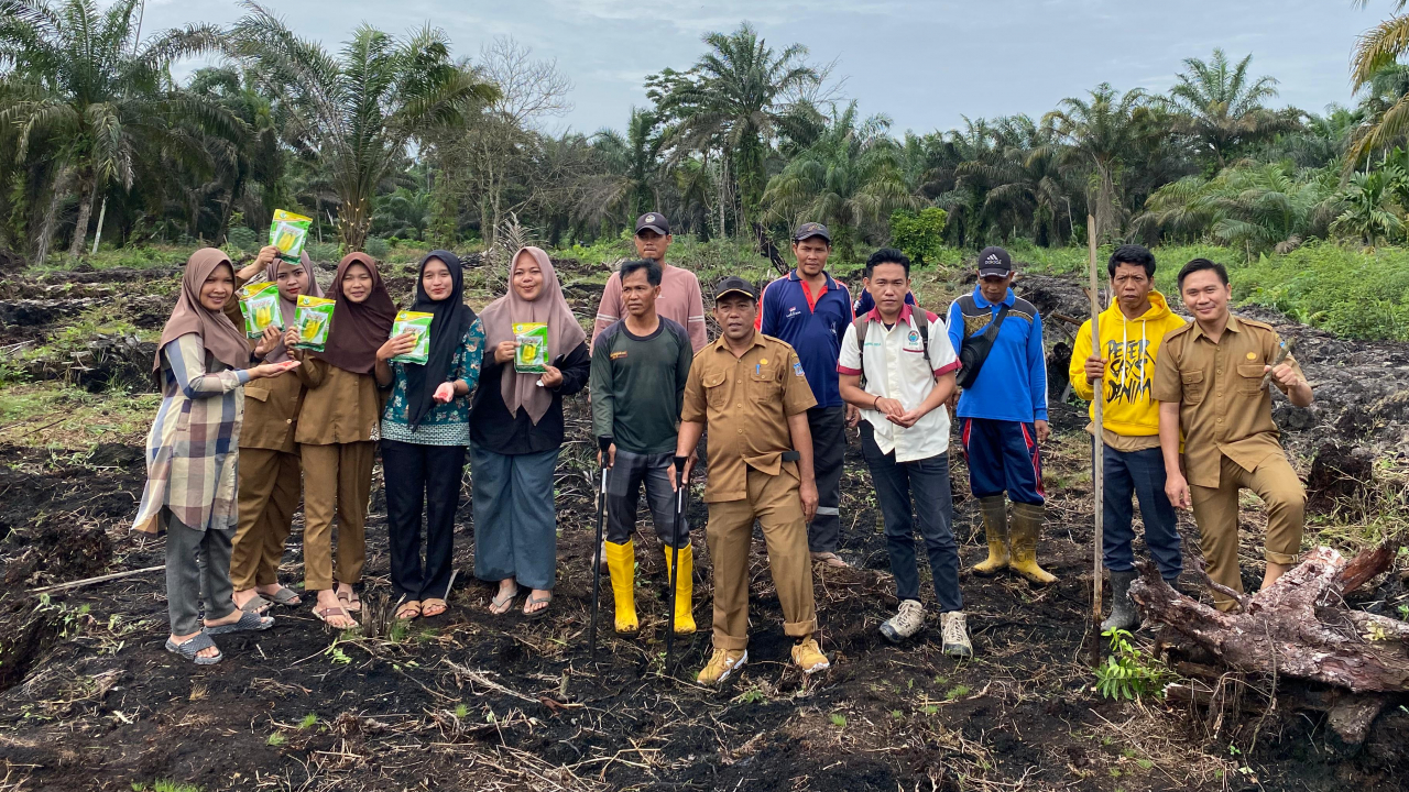 Penanman jagung serentak