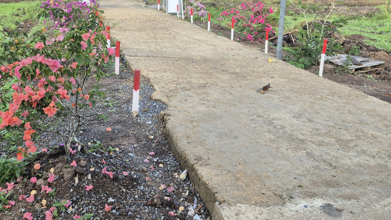 Taman Bugenvil sepanjang area Lapangan Sakti Lodaya (Bunga Kertas)