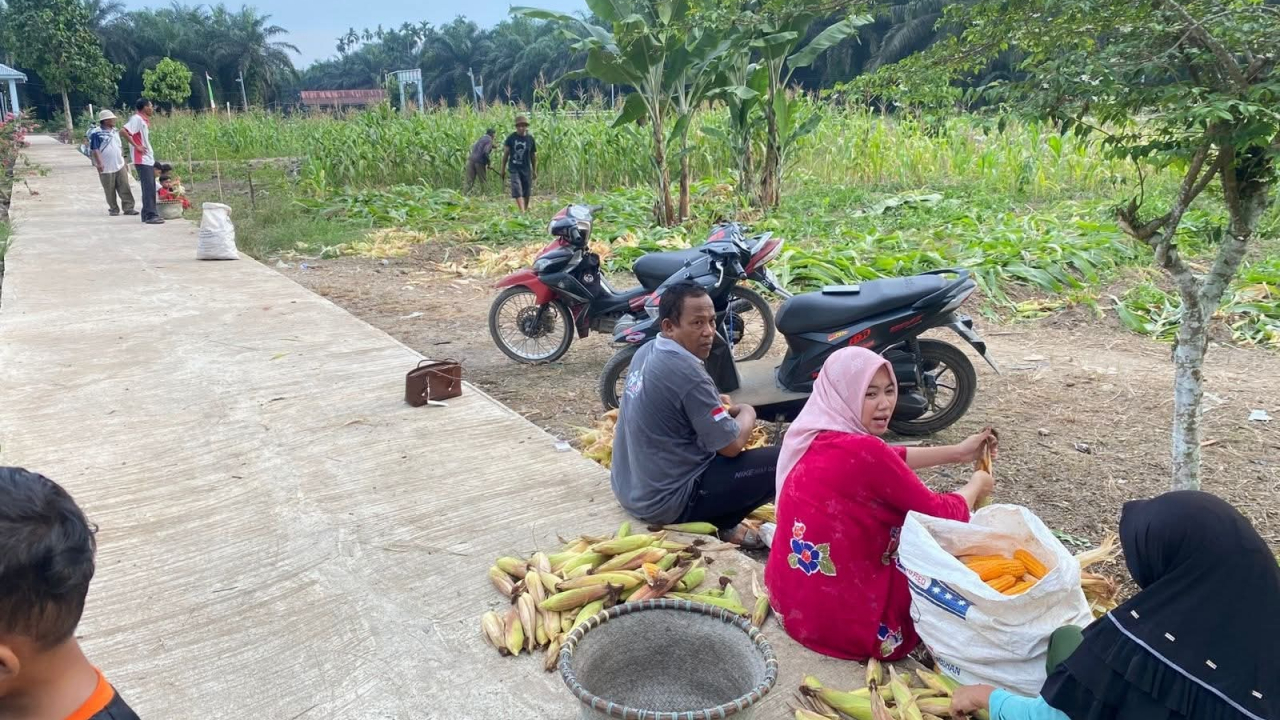 Panen Jagung Telukkulbi: Sukses Program Ketahanan Pangan 2025