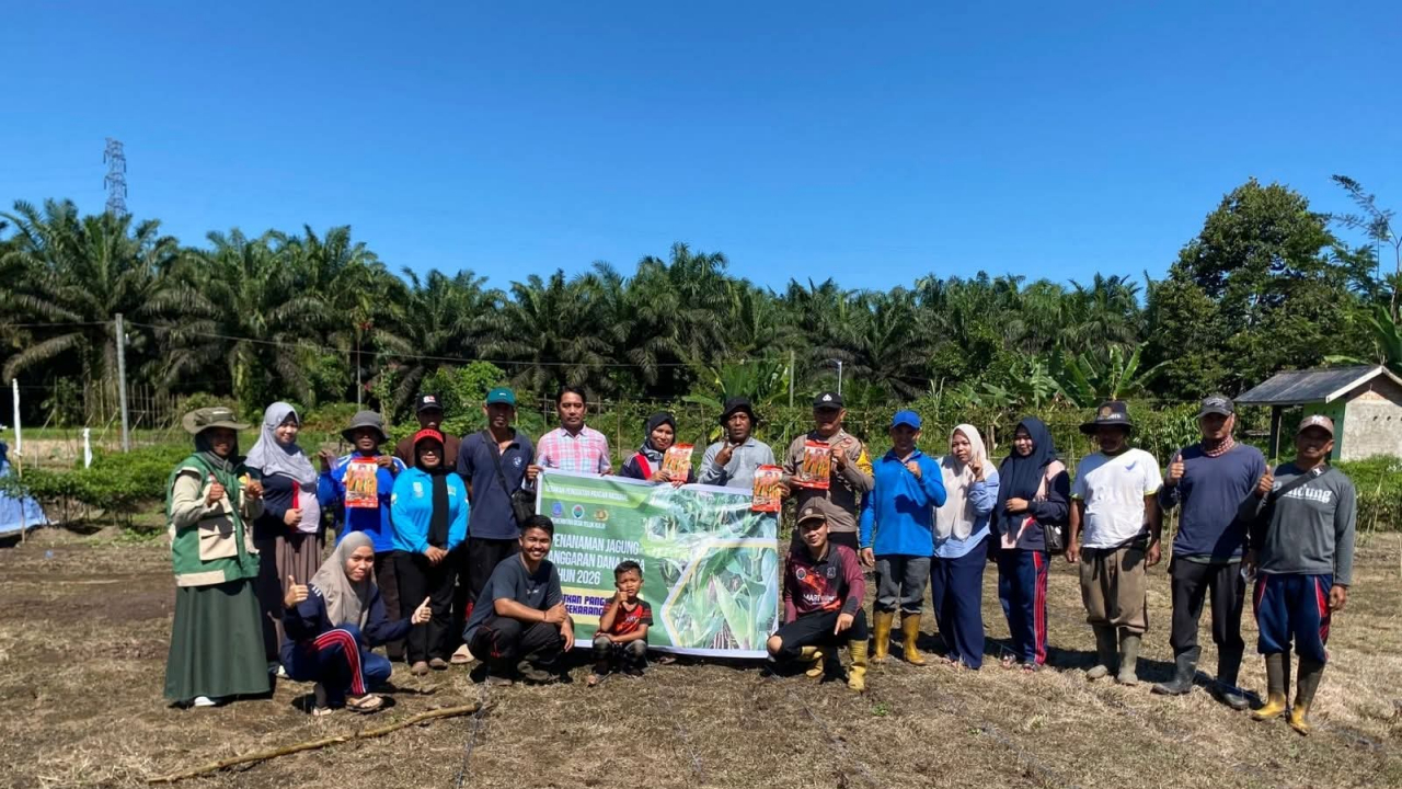 Penanaman Jagung Teluk Kulbi Tahun Anggaran 2026, Optimalisasi Dana Desa untuk Sektor Agraris