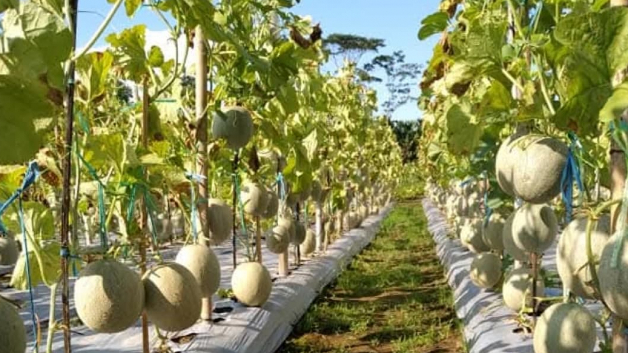 Pertanian Melon