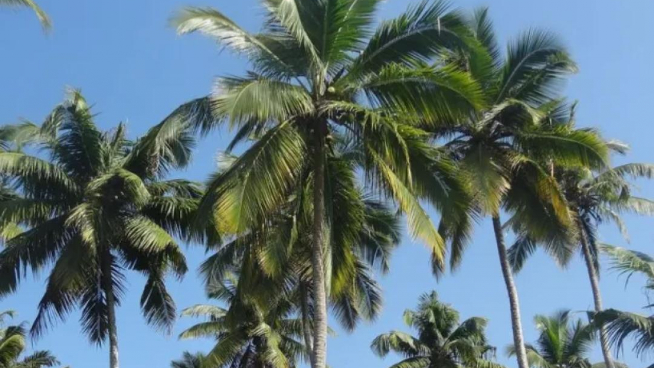 Desa Koto Kandis  Dendang  memiliki berbagai potensi yang dapat dikembangkan untuk meningkatkan kesejahteraan masyarakatnya. Berikut adalah Salah Satunya :