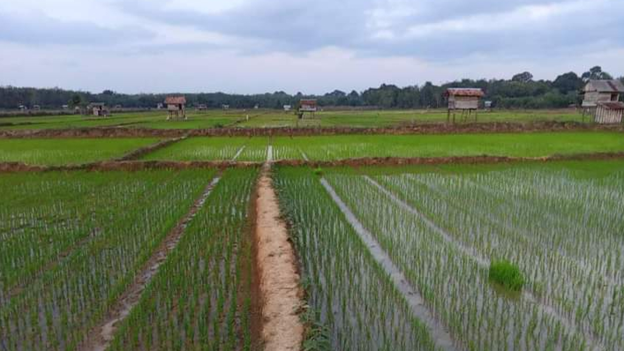 Ketahanan Pangan Desa (Padi Sawah)