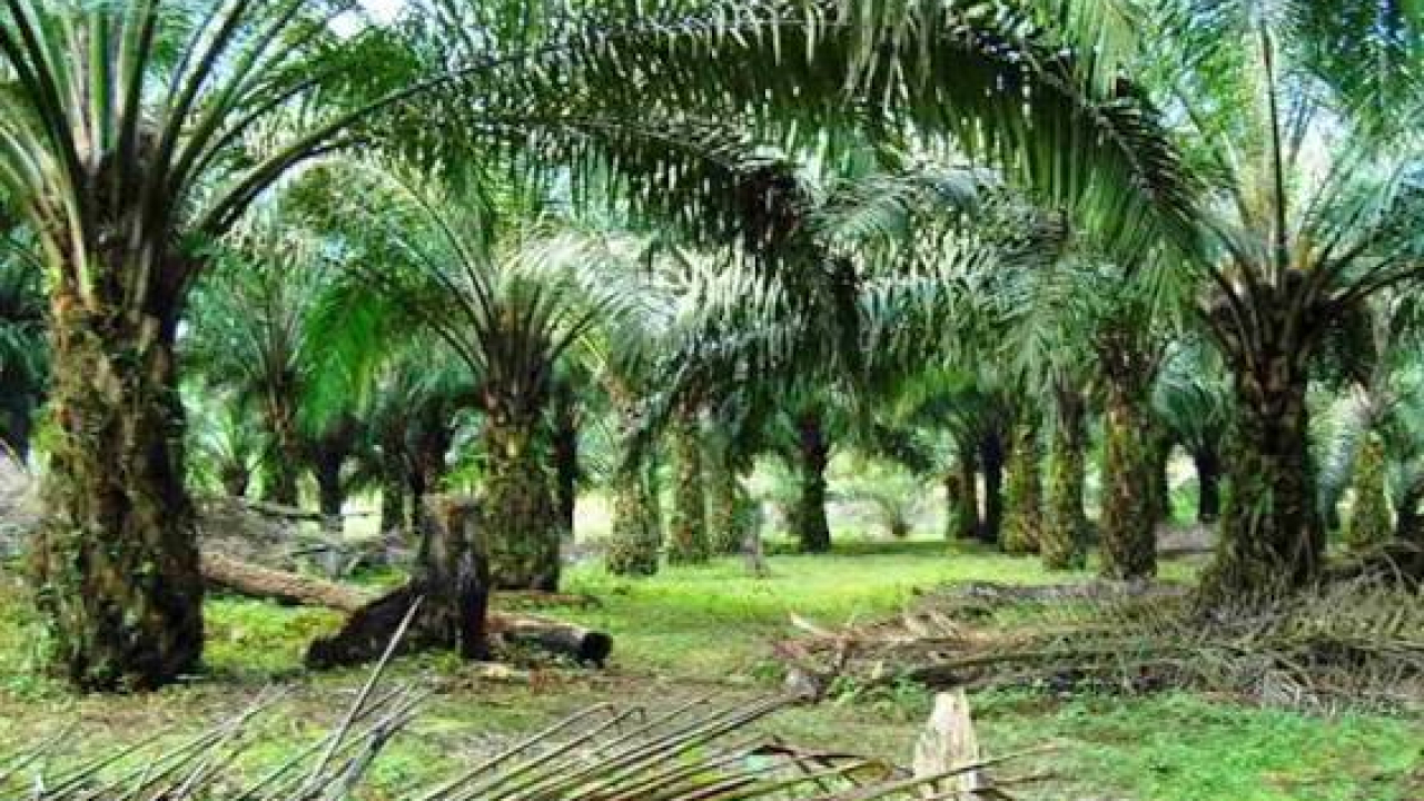Perkebunan Kepala Sawit