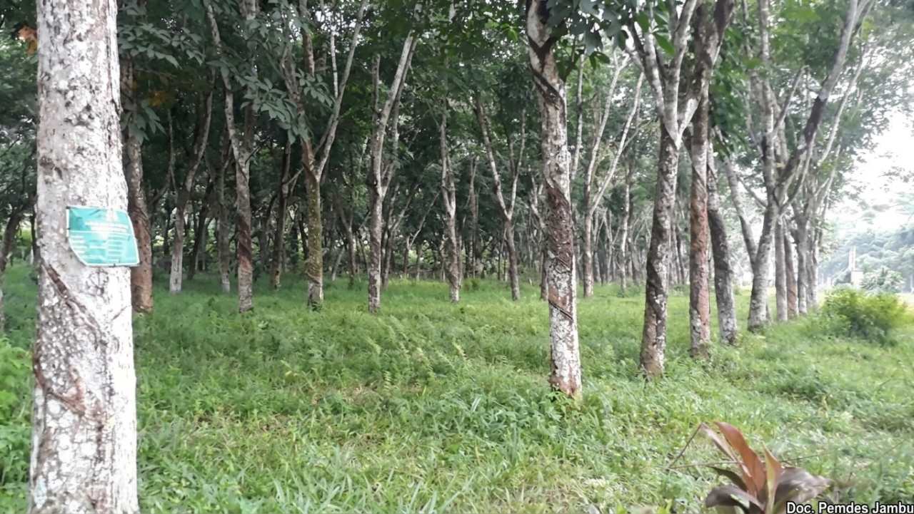 KEBUN KARET