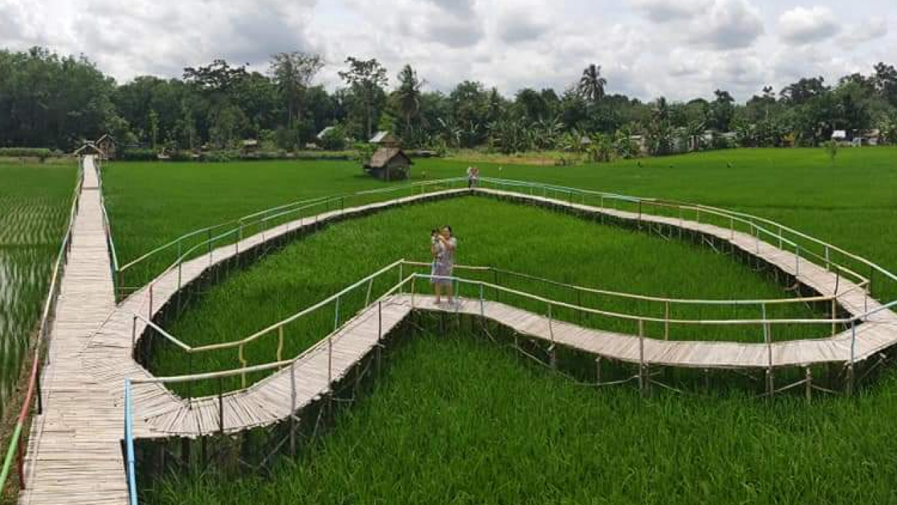 Wisata Sawah Bahu
