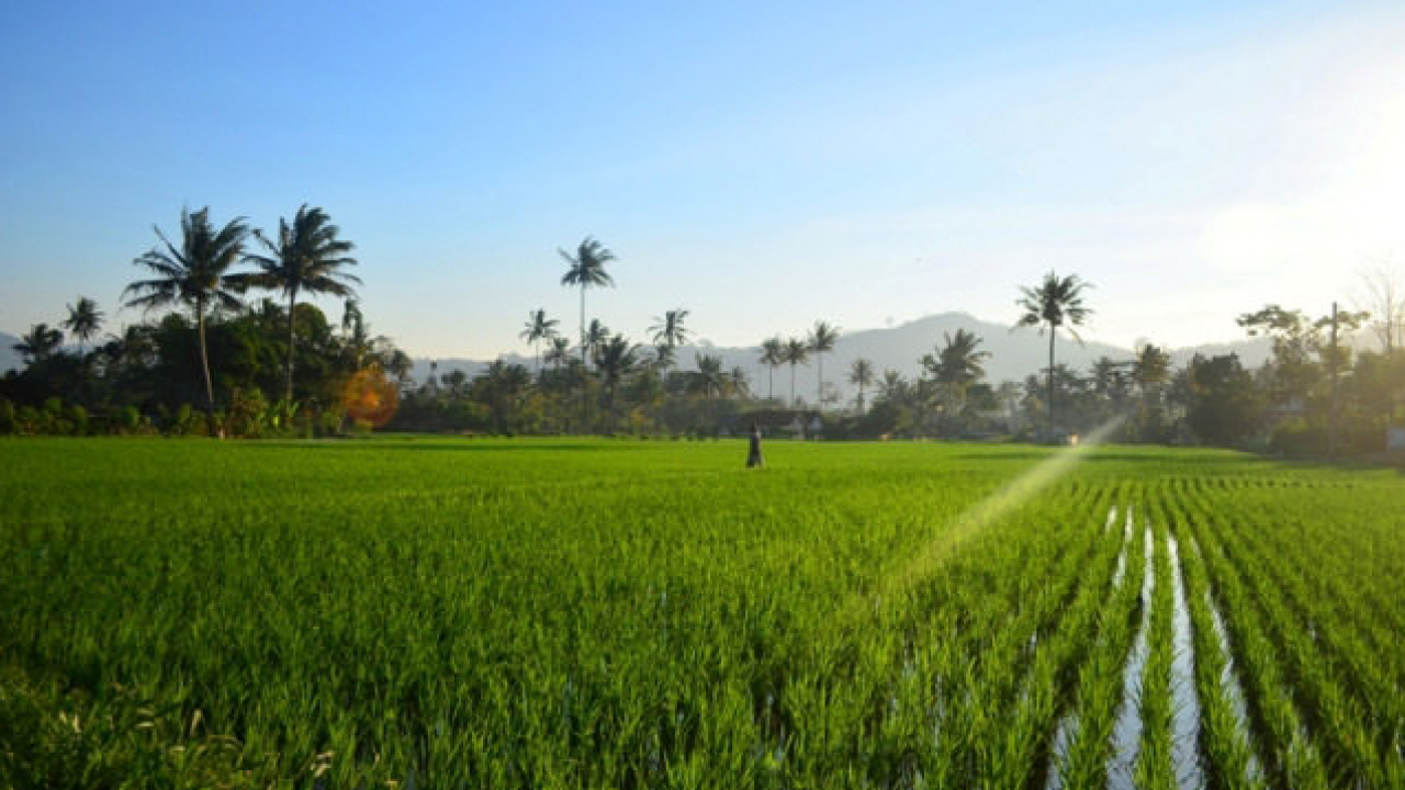 Agro Wisata Pertanian