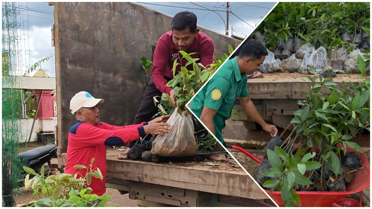 Bantuan Bibit Buah-Buahan dari BPBDAS Musi Banyuasin untuk Desa Sidomulyo  Melalui Aspirasi Ibu Mia Clara Syana Caessaria, S.Sos
