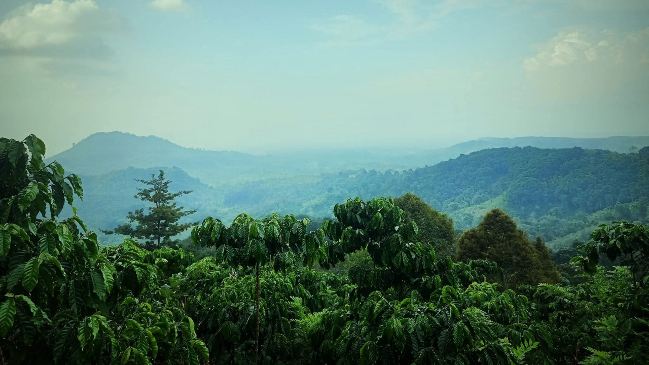 Perkebunan kopi masyarakat Desa Danau Jaya