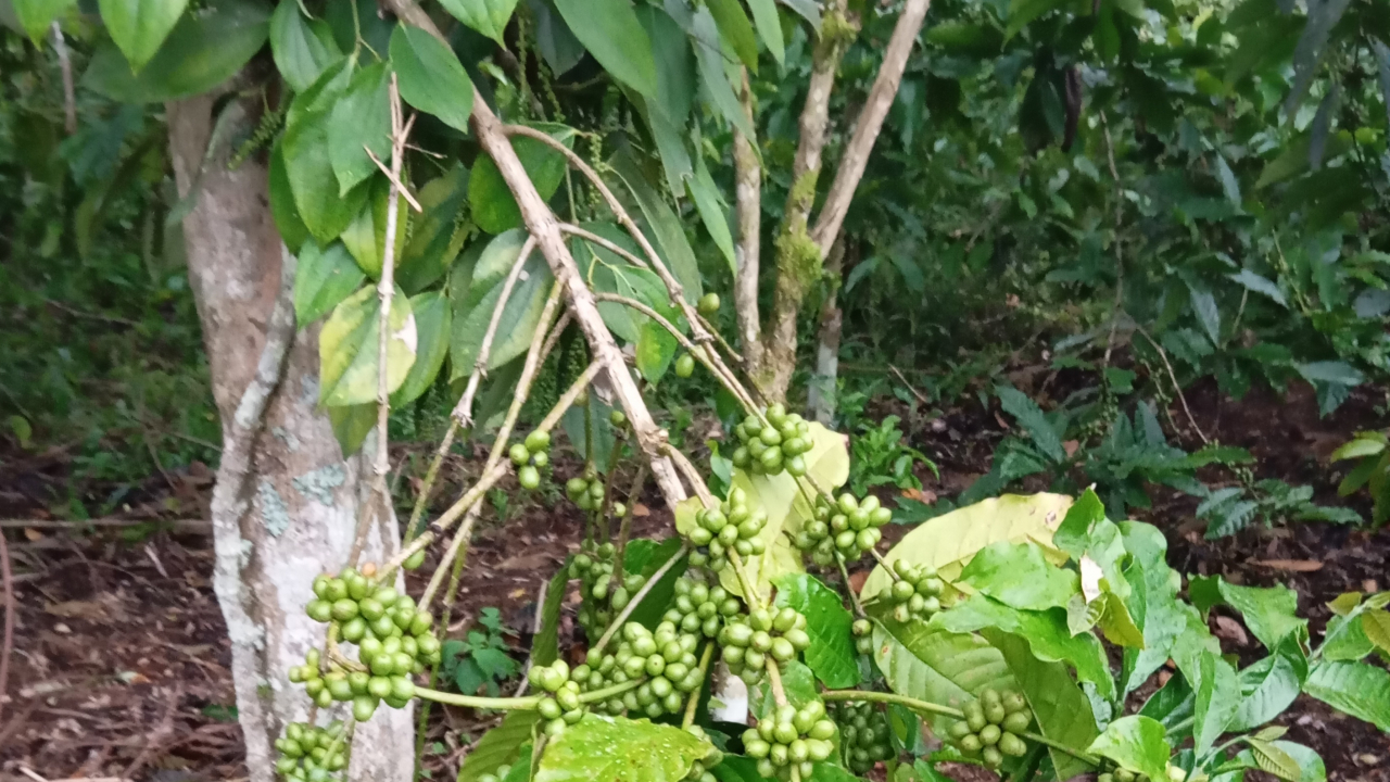 Merica Hitam dan Kopi Robusta: Potensi Ekonomi Baru Desa Baru Manis