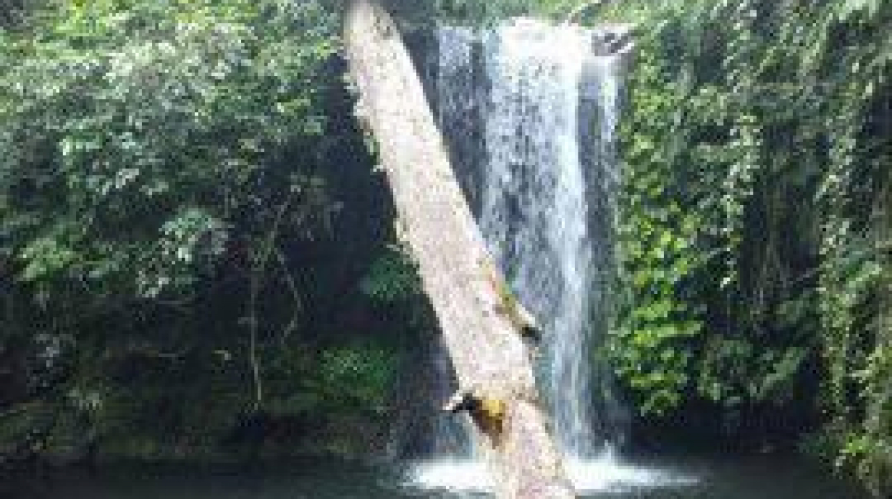 pokdarwis Lereng Daun