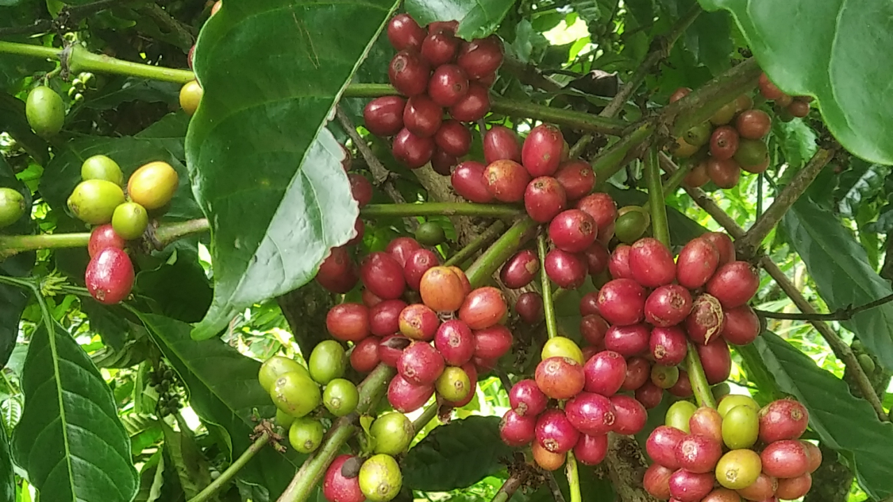 Kopi Petik Merah