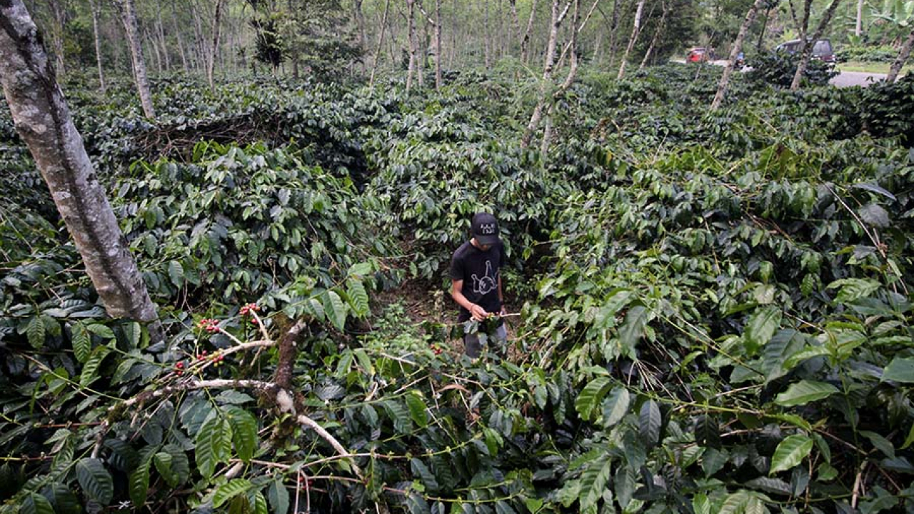 Perkebunan Kopi dan Teh