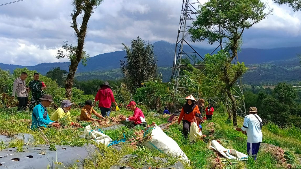 Wujudkan Ketahanan Pangan, Desa Suban Ayam Panen Bawang Merah