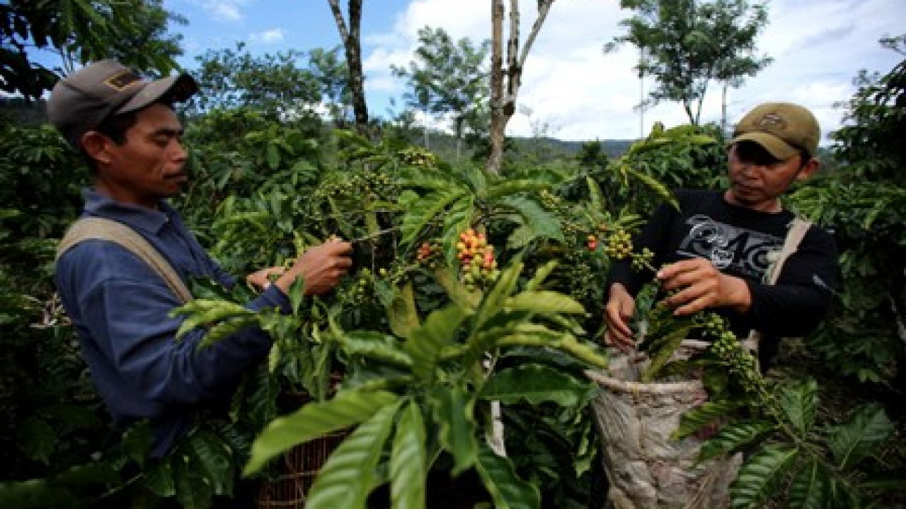 Kopi