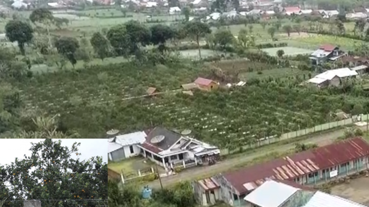 KIRANA FARM